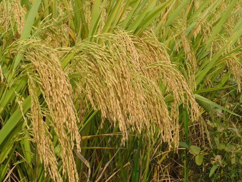 杂交水稻 无公害粮食