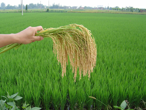 杂交水稻 无公害粮食