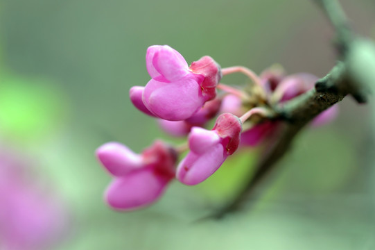 紫荆 紫荆花特写