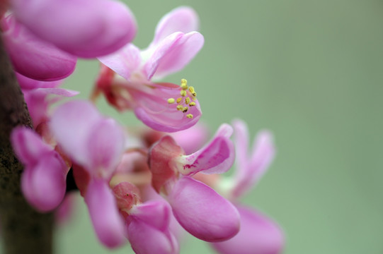 紫荆 紫荆花特写