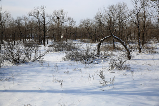 雪地