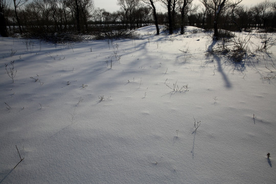 雪地