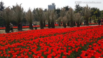 郁金香花博会