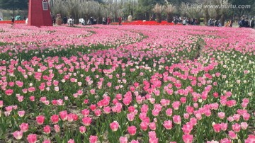 郁金香花博会