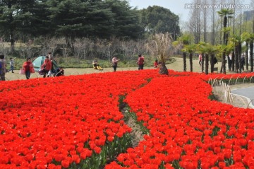 郁金香花博会