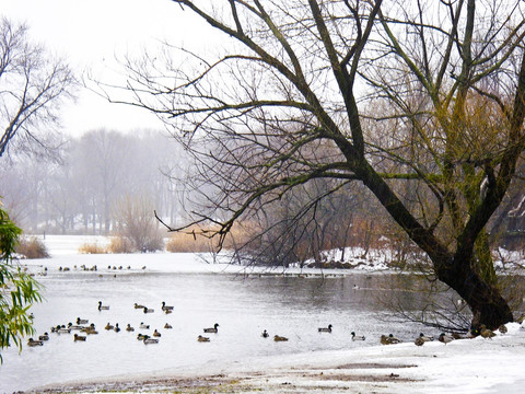 天空 湖面 野鸭冬季 全景图