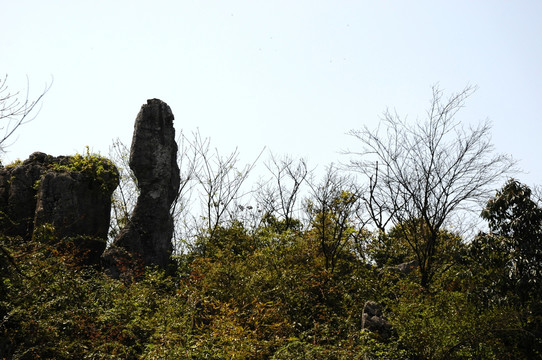 华蓥山石林