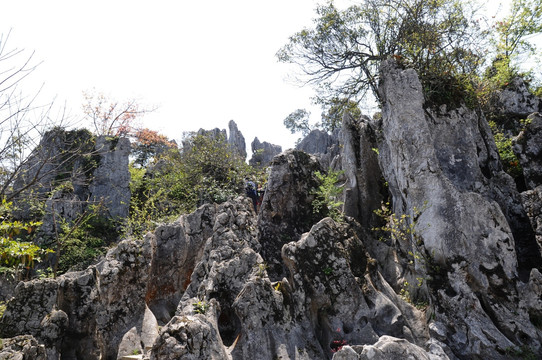 华蓥山石林