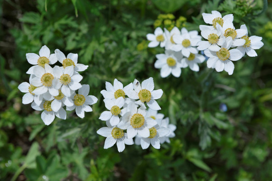 芹叶银莲花