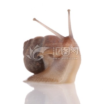 蜗牛 软体动物