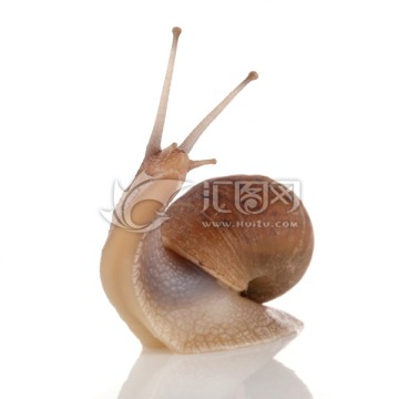 蜗牛 软体动物