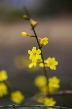 迎春花