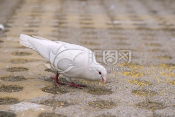 鸽子