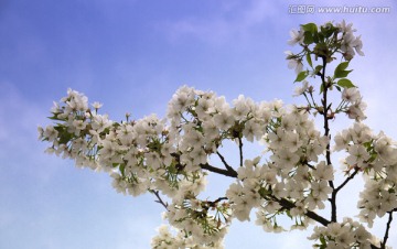 蓝天下的樱花
