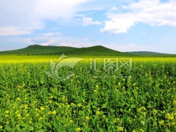 夏季油菜田