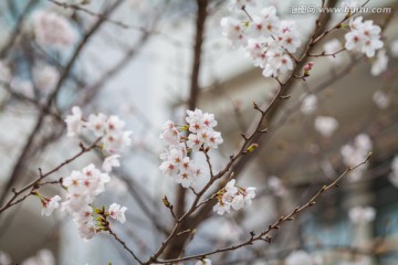 樱花