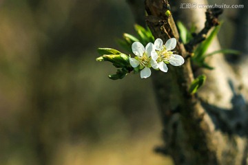 李子花 特写