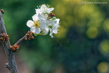 李花 白色花