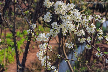 李花 白色花