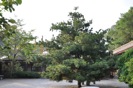 松树