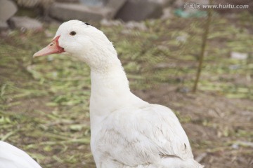 白番鸭