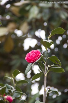 山茶花