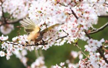 鸟类 花卉