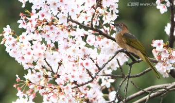 鸟类 花卉