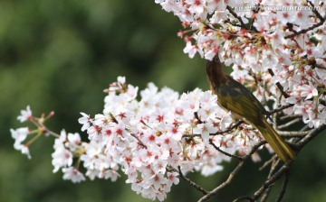 鸟类 花卉