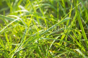 小草 绿草 草坪