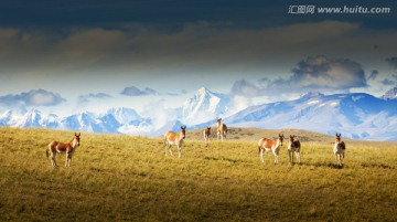 藏野驴 高清晰 西藏风光