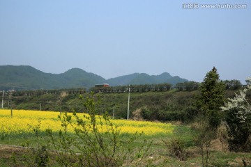 油菜花 田野 田园 农村 农田