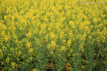 油菜花 田野 田园 农村 农事