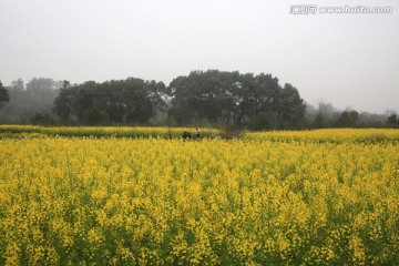 油菜花 田野 田园 农村 农事