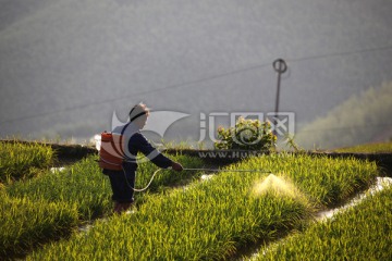 尤溪联合梯田