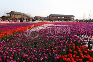 捞鱼河湿地郁金香花田