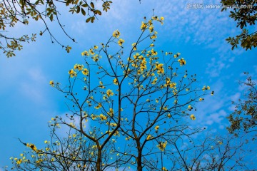 黄花风铃木树冠