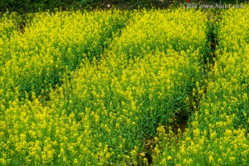 油菜花