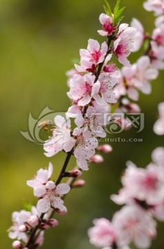 开放的桃花 蜜蜂