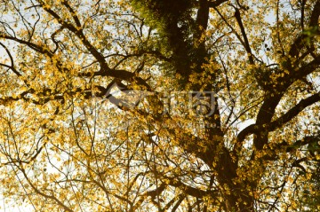 金黄的树叶