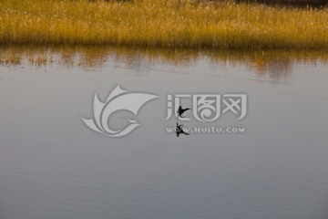 胡杨