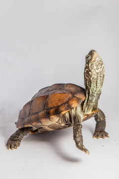 草龟 乌龟 龟