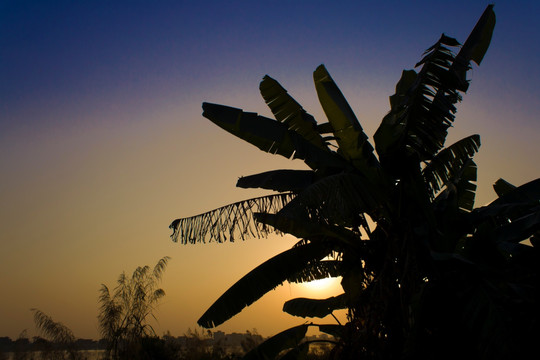 夕阳下的芭蕉树