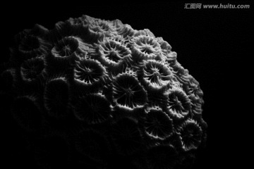 珊瑚 黑白 珊瑚骨骼