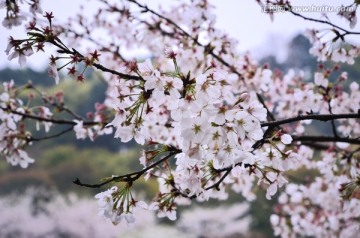 樱花展