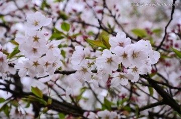 樱花展