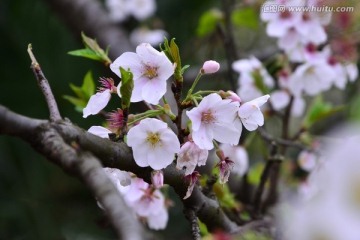 樱花展