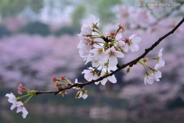 樱花展