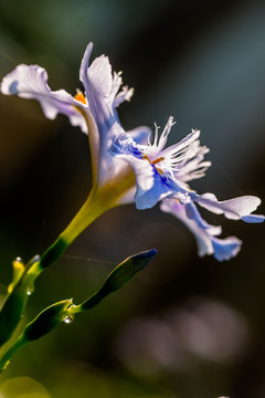 鸢尾花