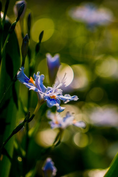 鸢尾花